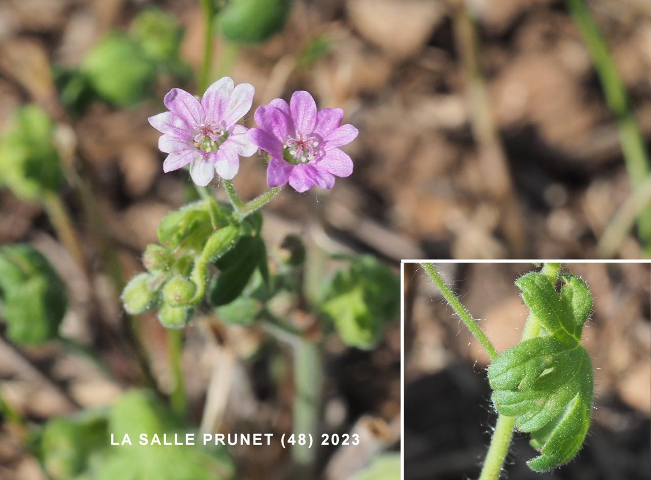 Cranesbill, Dove's-foot